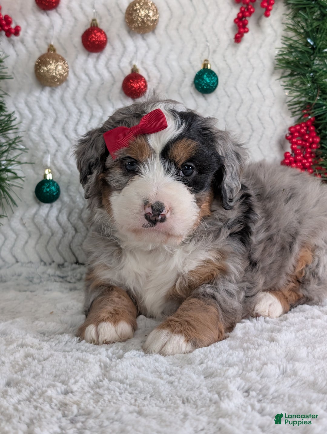 Mini Bernedoodle dogs for sale: Mini River - Ad 8