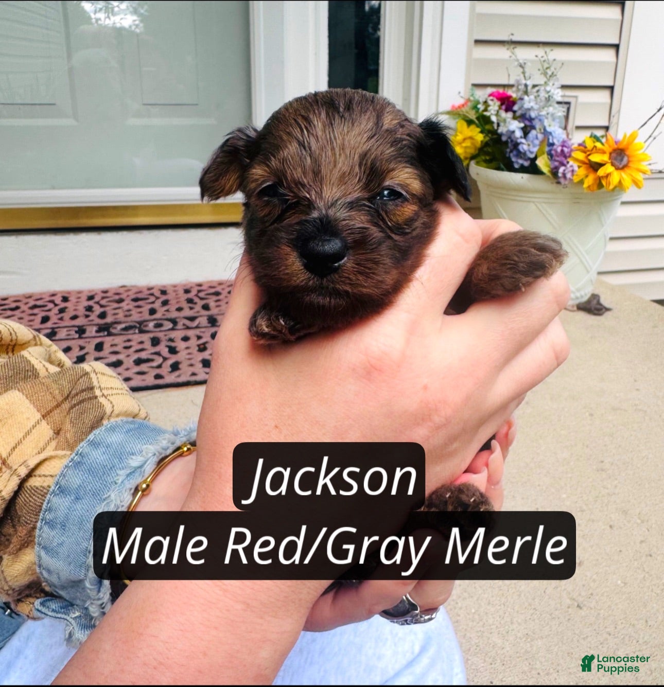 Pomapoo dogs Jackson - Ad 1