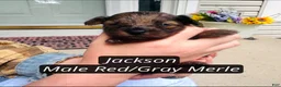Pomapoo dogs for sale: Jackson - Ad 1