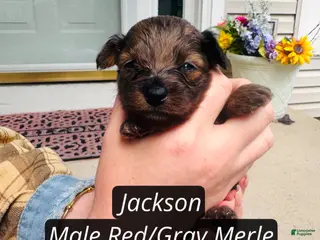 Pomapoo dogs for sale: Jackson - Ad 4