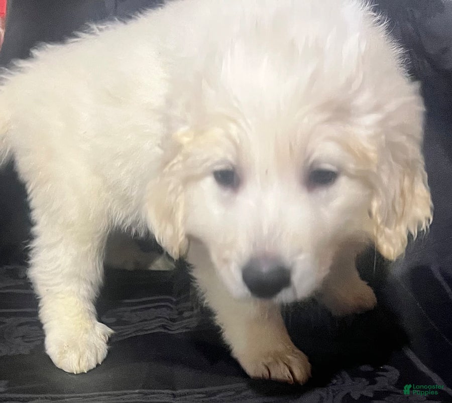 Great Pyrenees dogs Rosie - Ad 2