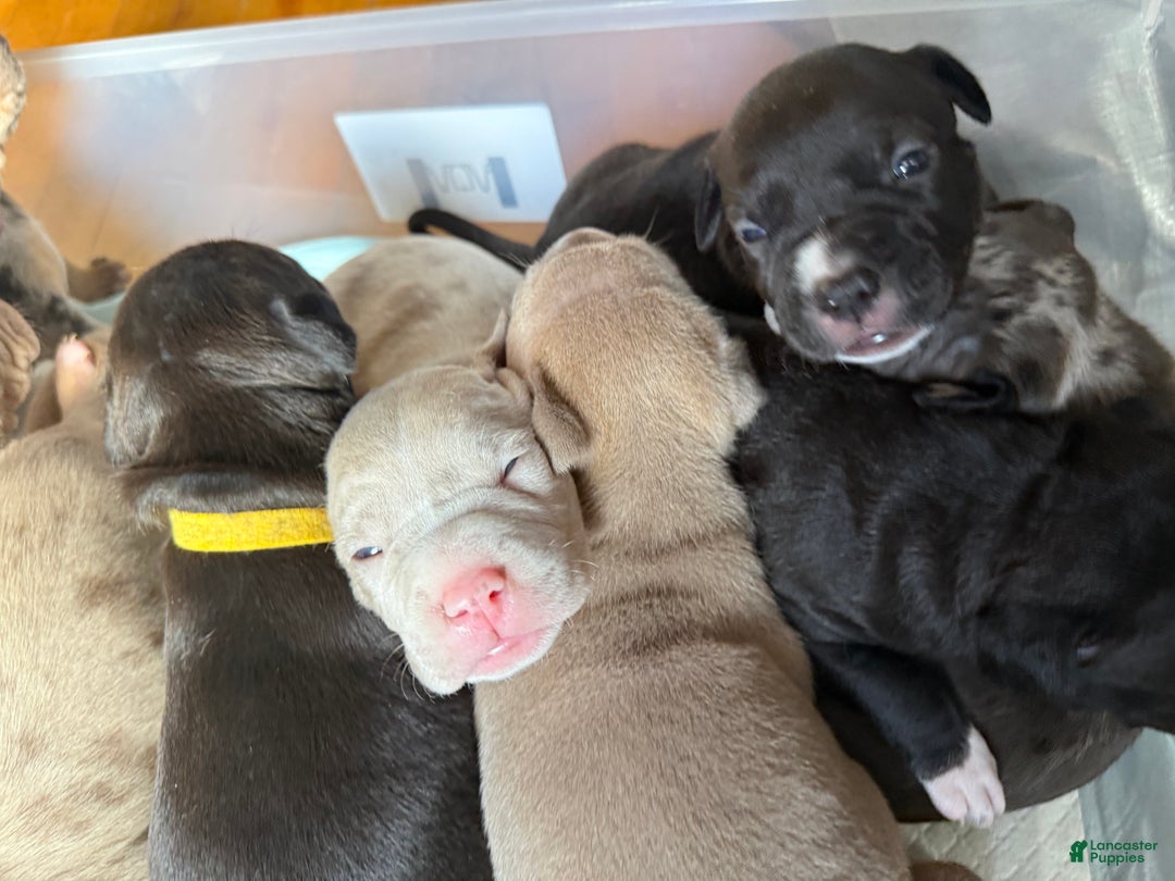 American Bully dogs for sale: King - Ad 20