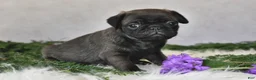 Pug dogs for sale: Jem - Ad 5