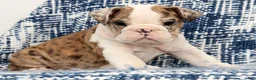 English Bulldog dogs for sale: Jaxson - Ad 8