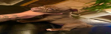 American Bully 7