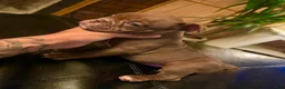 American Bully dogs for sale: American Bully 7 - Ad 1