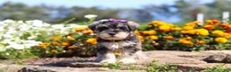 Miniature Schnauzer dogs for sale: Kelly - Ad 3