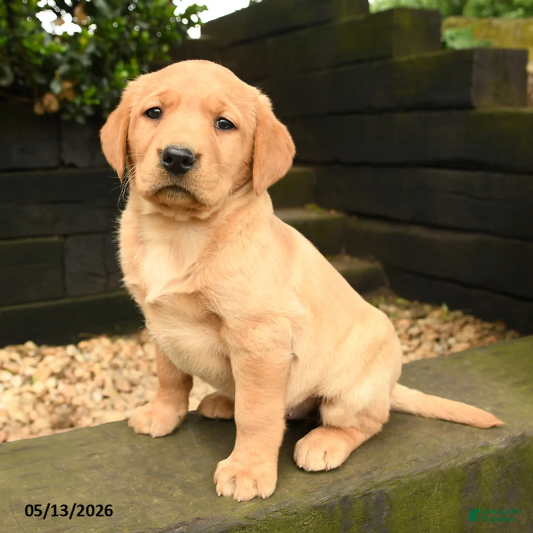 Labrador Retriever dogs for sale: Ruby - Ad 2