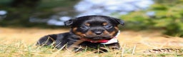 Rottweiler dogs for sale: Roxie - Ad 4