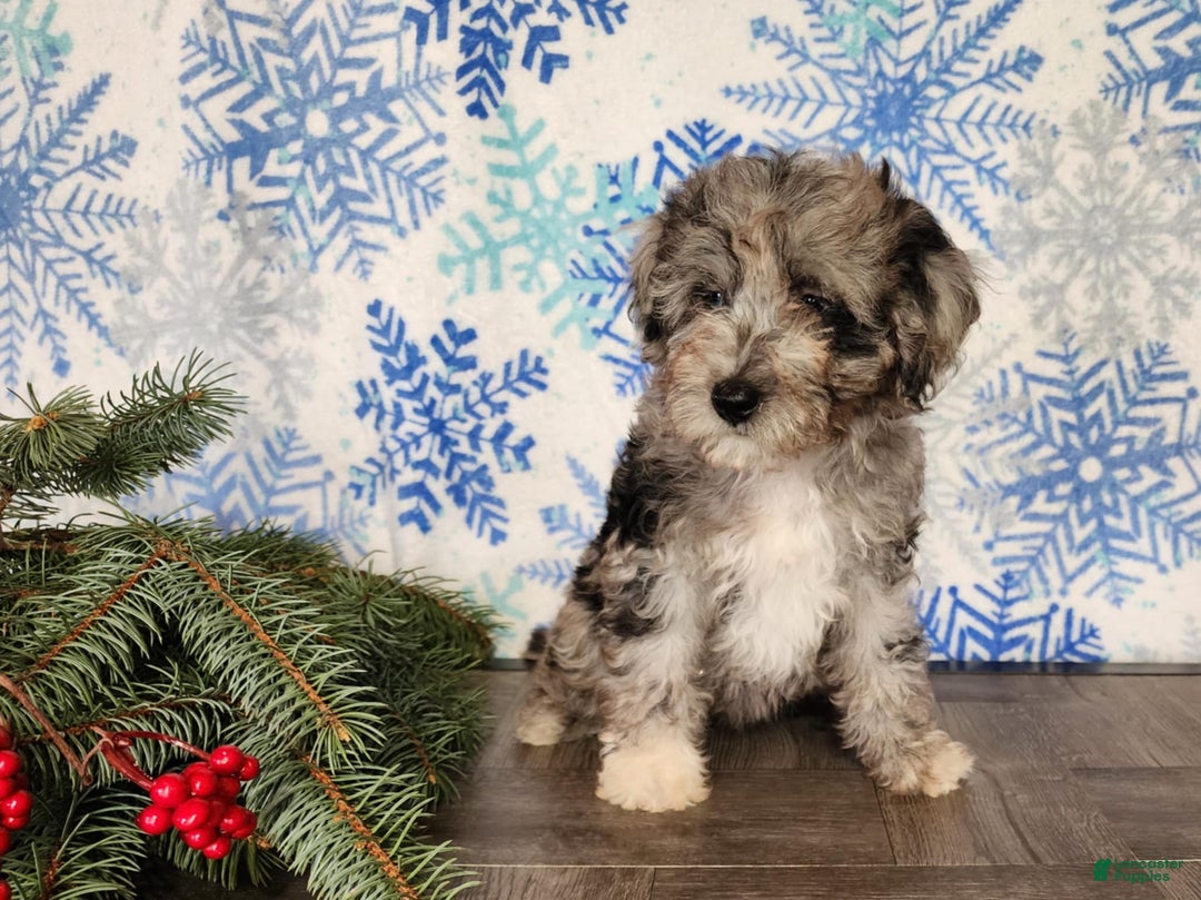 Mini Bernedoodle dogs for sale: Angel - Ad 12
