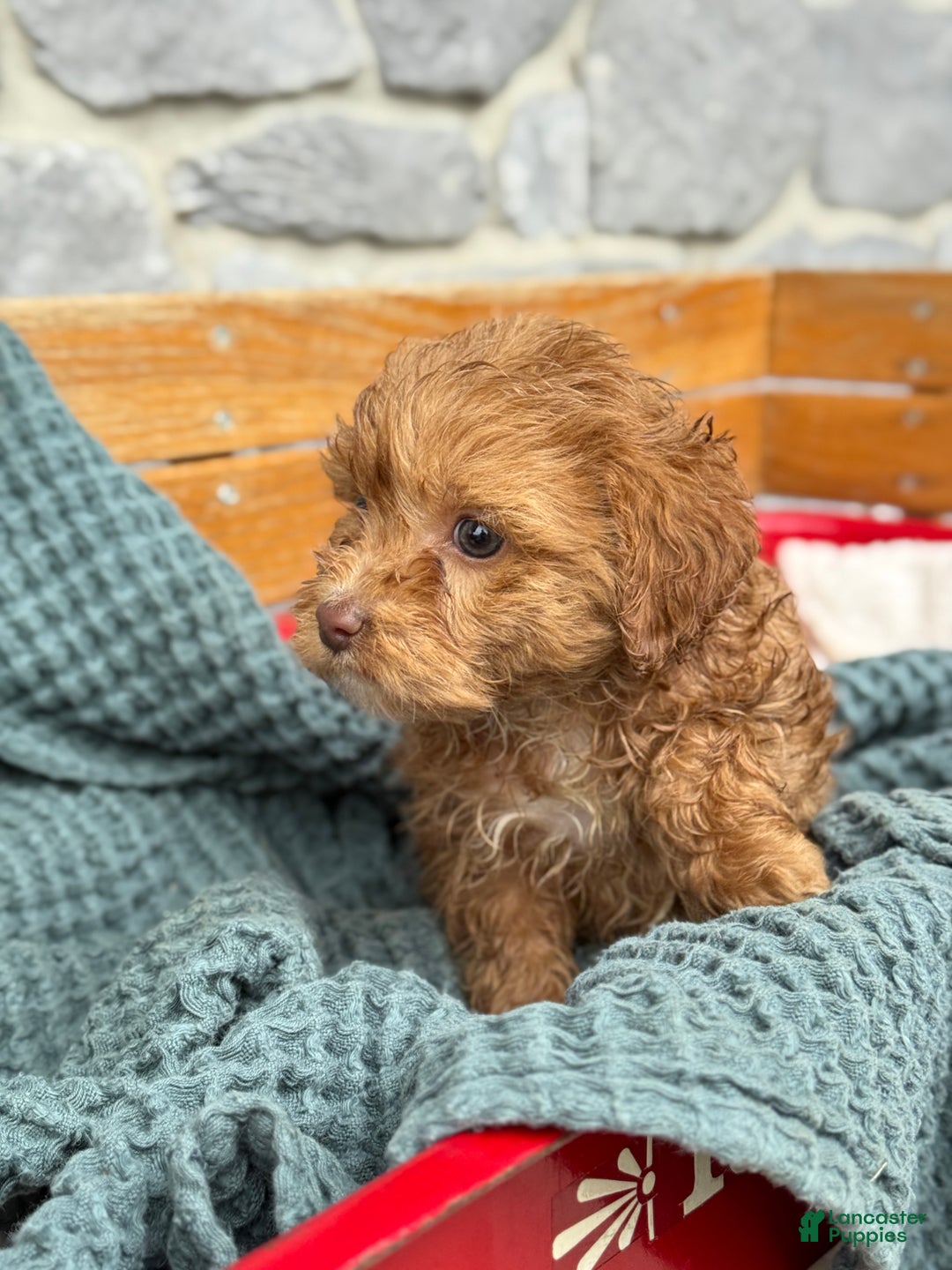 Cavapoo dogs for sale: Arlo - Ad 39