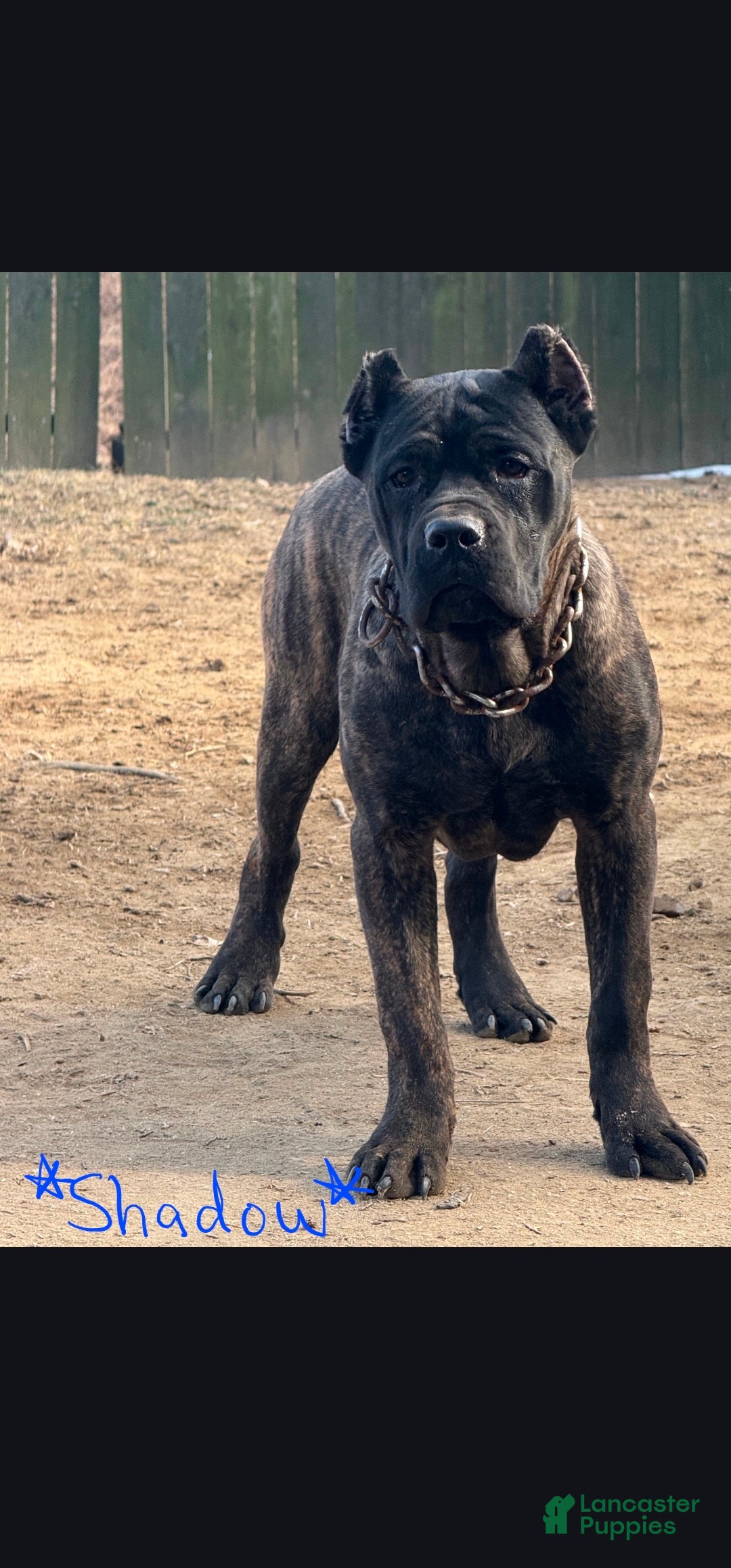 Cane Corso dogs Cane Corso Puppy 1 - Ad 4
