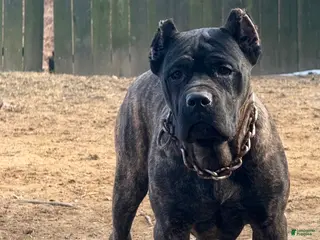 Cane Corso dogs Cane Corso Puppy 1 - Ad 4