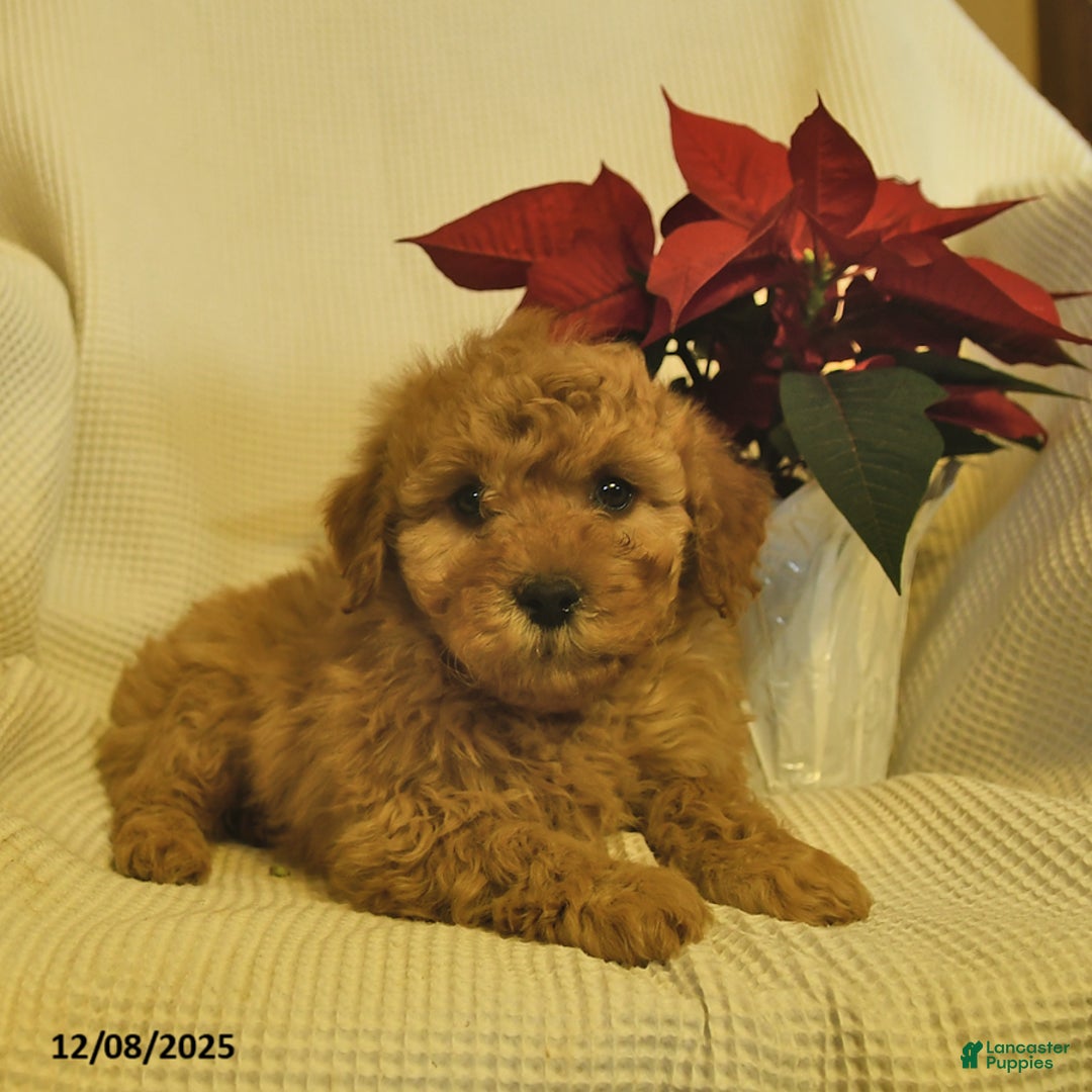 Cavapoo dogs for sale: Alaska  - Ad 3