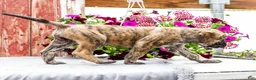 English Mastiff dogs for sale: Malcom - Ad 9