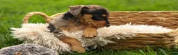 Miniature Pinscher dogs for sale: ACE - Ad 4