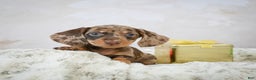 Miniature Dachshund dogs for sale: Miles - Ad 8