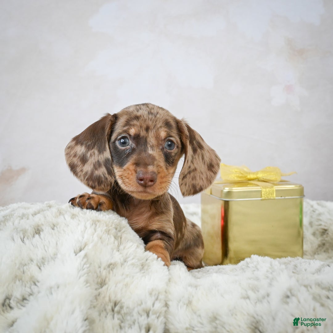 Miniature Dachshund dogs for sale: Miles - Ad 8