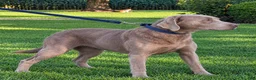 Labrador Retriever dogs for sale: Tabby - Ad 4