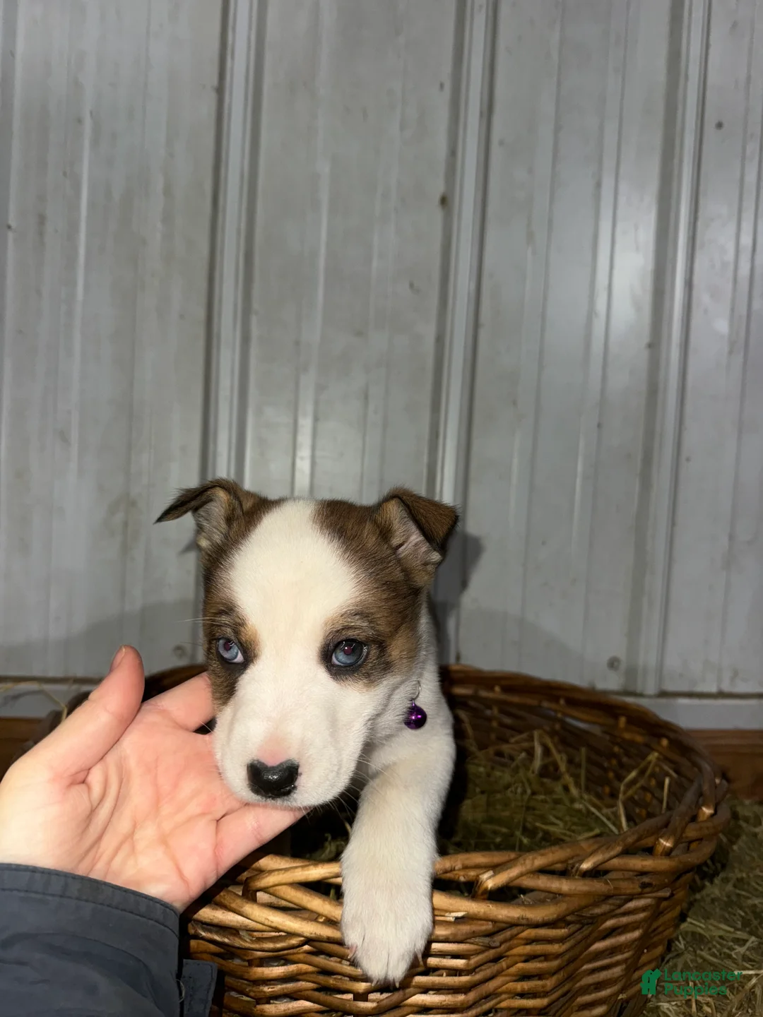 Mixed Breed dogs for sale: Whitey - Ad 9