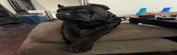 Cane Corso dogs for sale: Haus - Ad 12