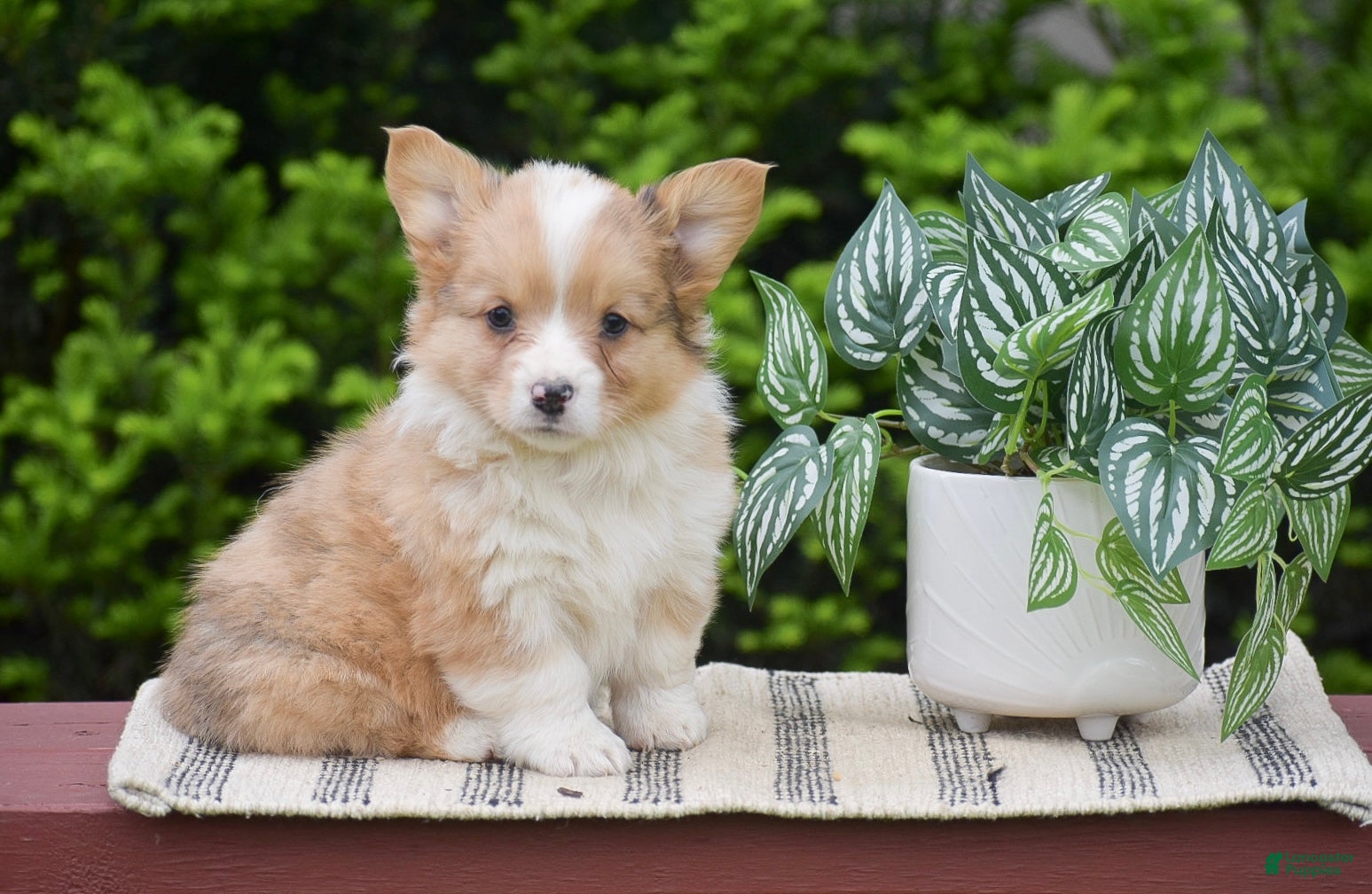 Welsh Corgi Pembroke dogs for sale: Flora - Ad 1
