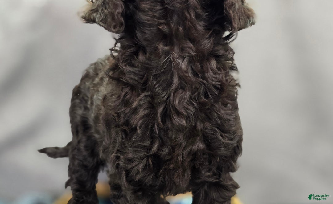 Cockapoo dogs for sale: Breeze - Ad 5
