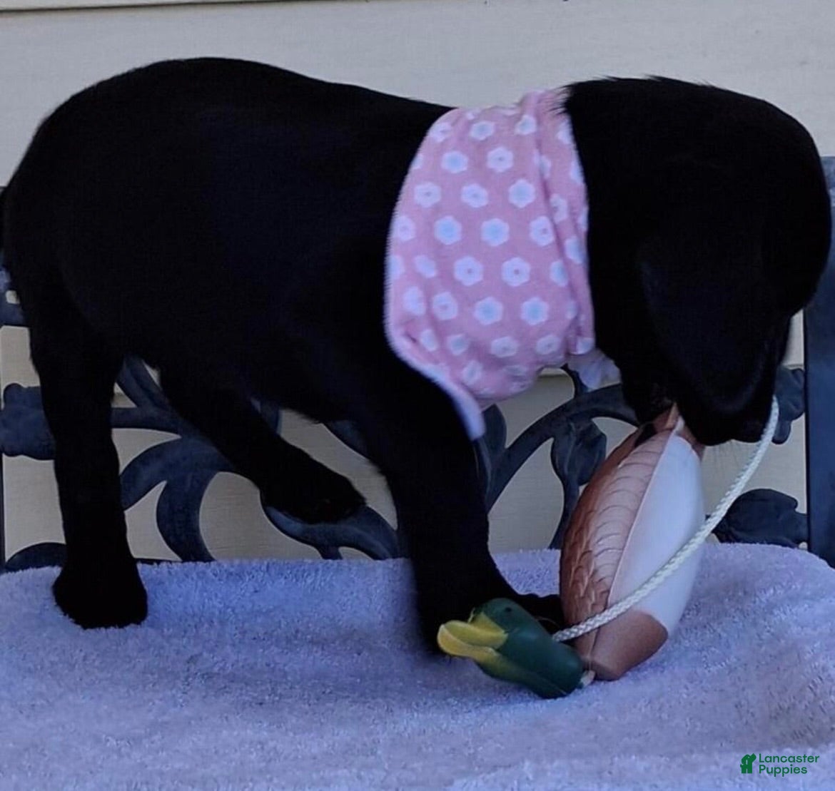 Labrador Retriever dogs Labrador Retriever 1 - Ad 16
