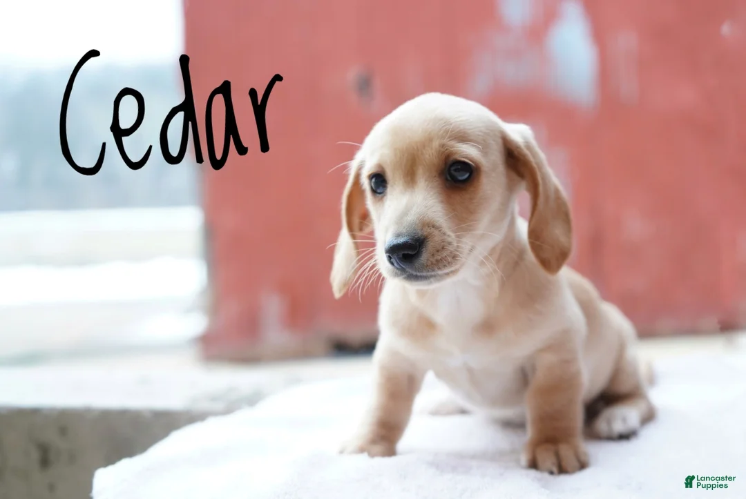 Miniature Dachshund dogs for sale: Cedar  - Ad 11