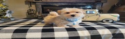 Morkie dogs for sale: Teddy - Ad 6