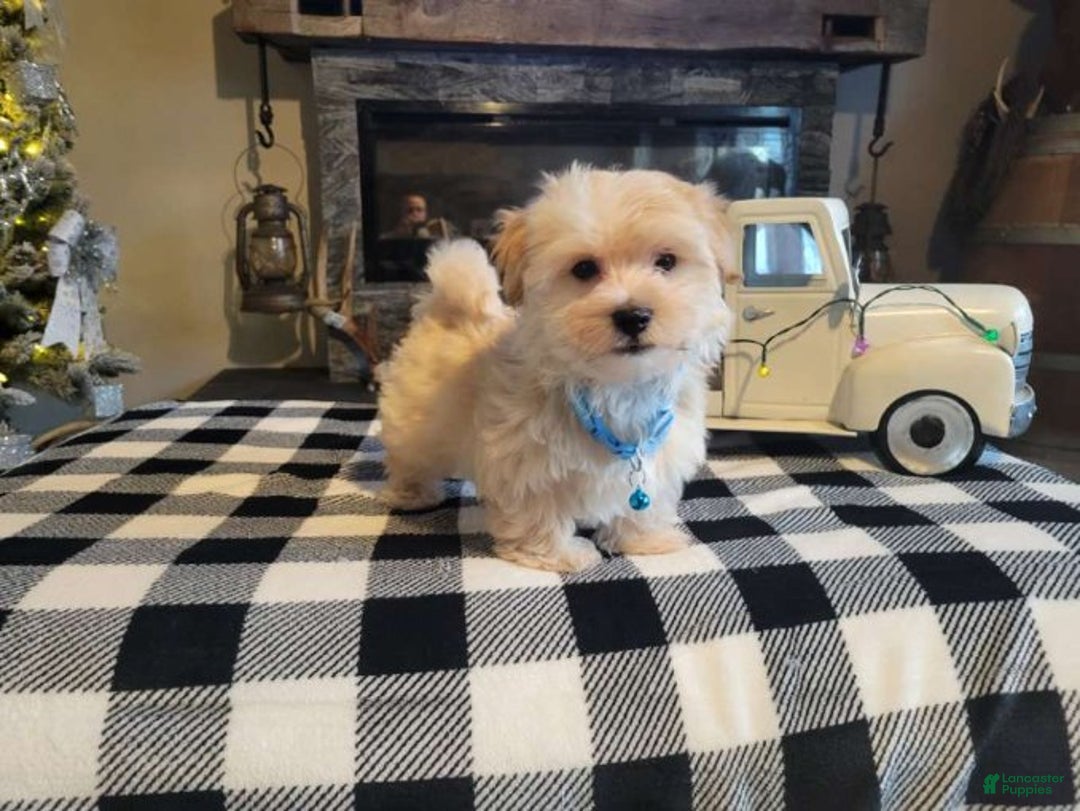 Morkie dogs for sale: Teddy - Ad 6