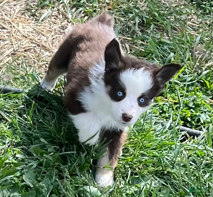 Australian Shepherd dogs Lily - Ad 1