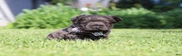 French Bulldog dogs for sale: Abe - Ad 4