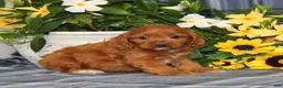 Cavapoo dogs for sale: BJ's Umpire - Ad 4