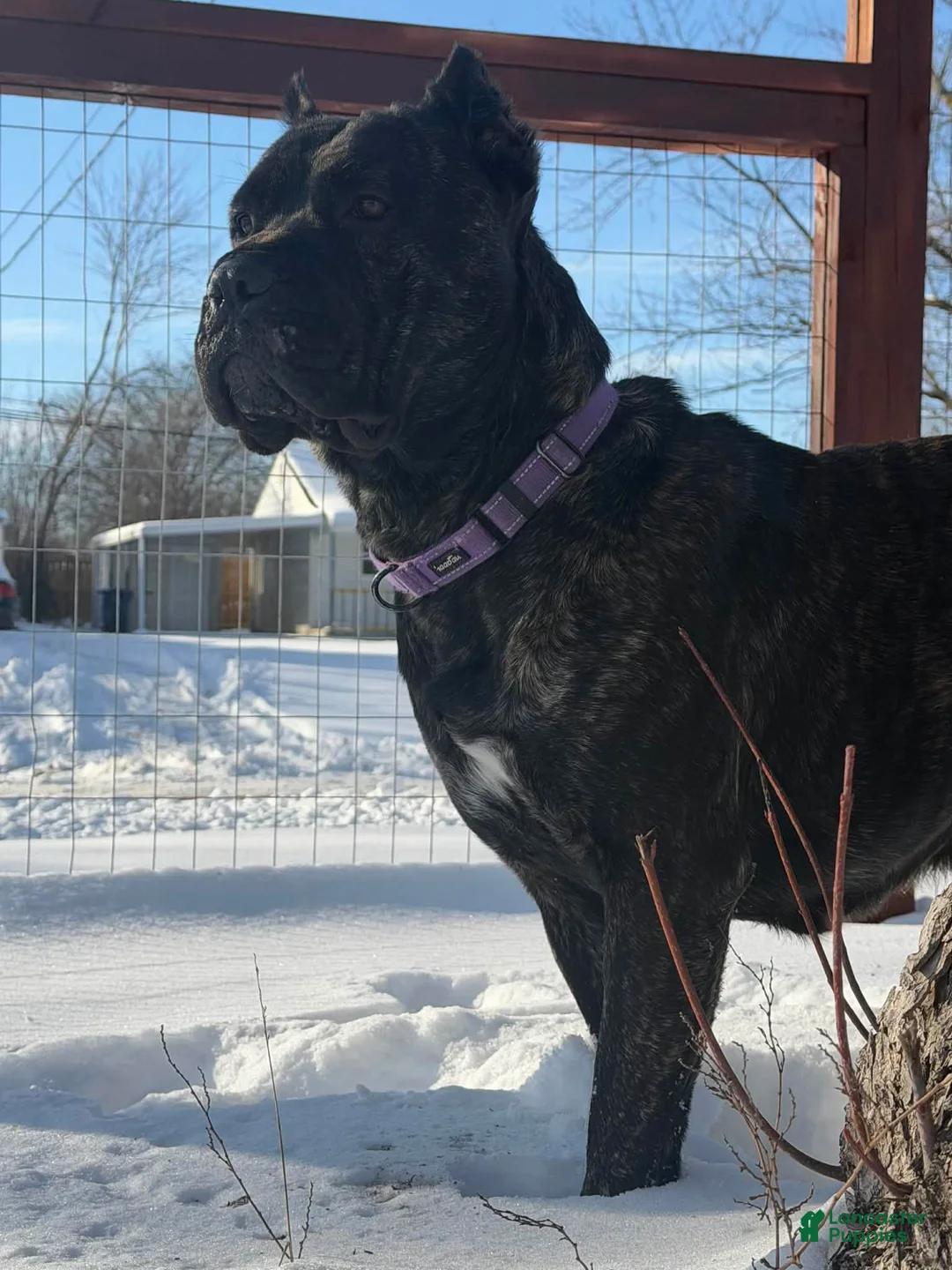 Cane Corso dogs for sale: Cane Corso Puppy 5 - Ad 4