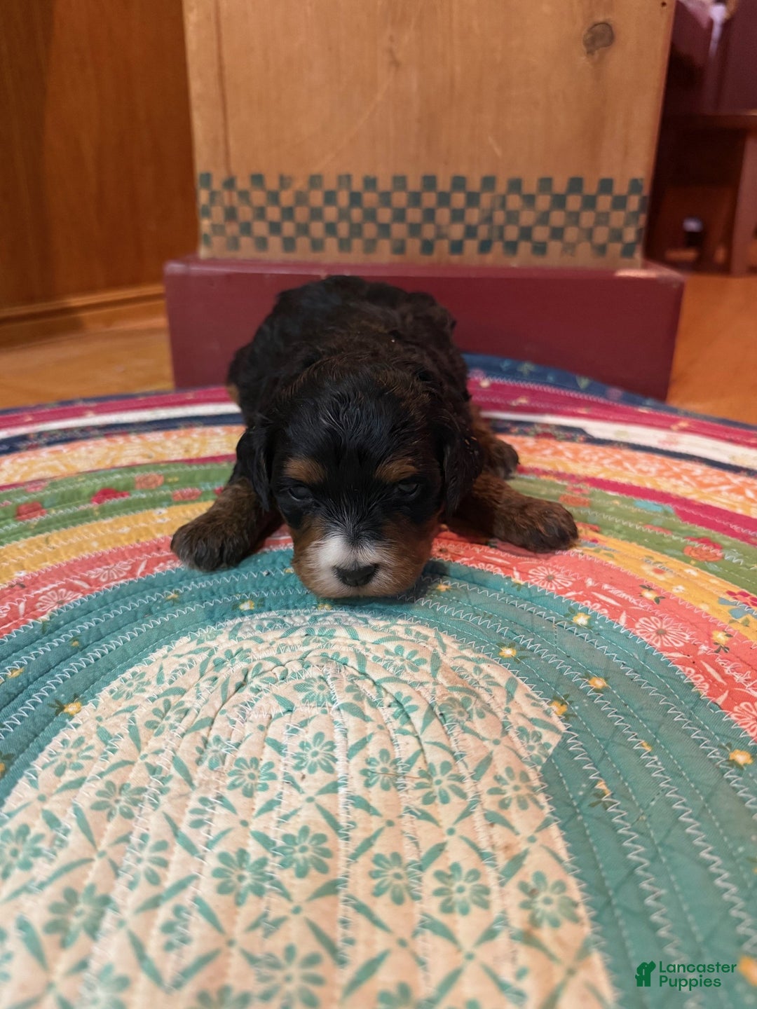 Mini Bernedoodle dogs for sale: Olive - Ad 4