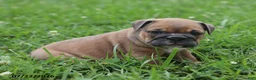 English Bulldog dogs for sale: Clara - Ad 4
