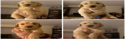 Golden Retriever dogs for sale: Pink - Ad 3