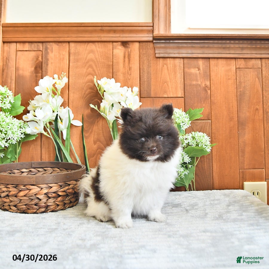 Pomeranian dogs Eddy - Ad 1