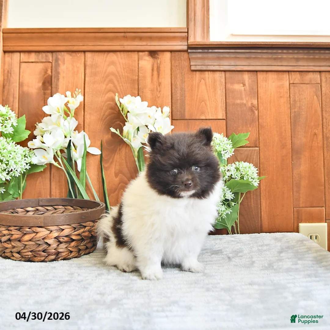 Pomeranian dogs for sale: Eddy - Ad 1