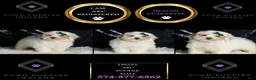 Toy Poodle dogs for sale: Frizzy - Ad 6