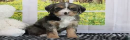 Mini Bernedoodle dogs for sale: Ruby - Ad 2