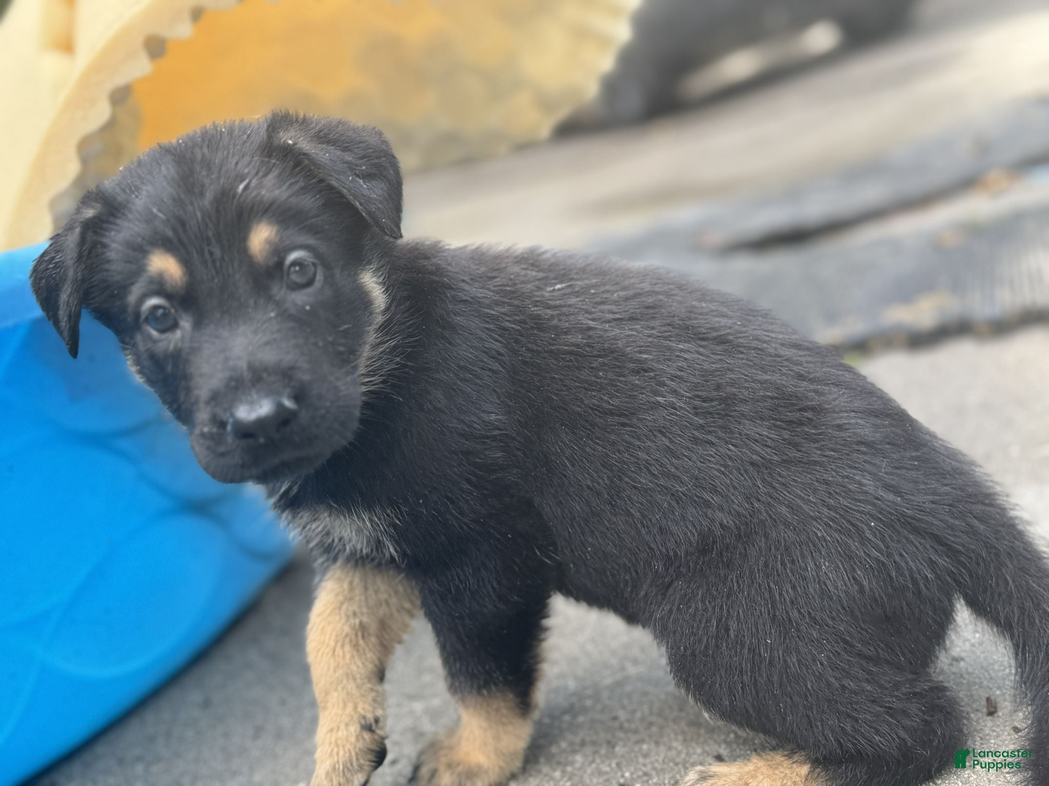 German Shepherd dogs Brown - Ad 37