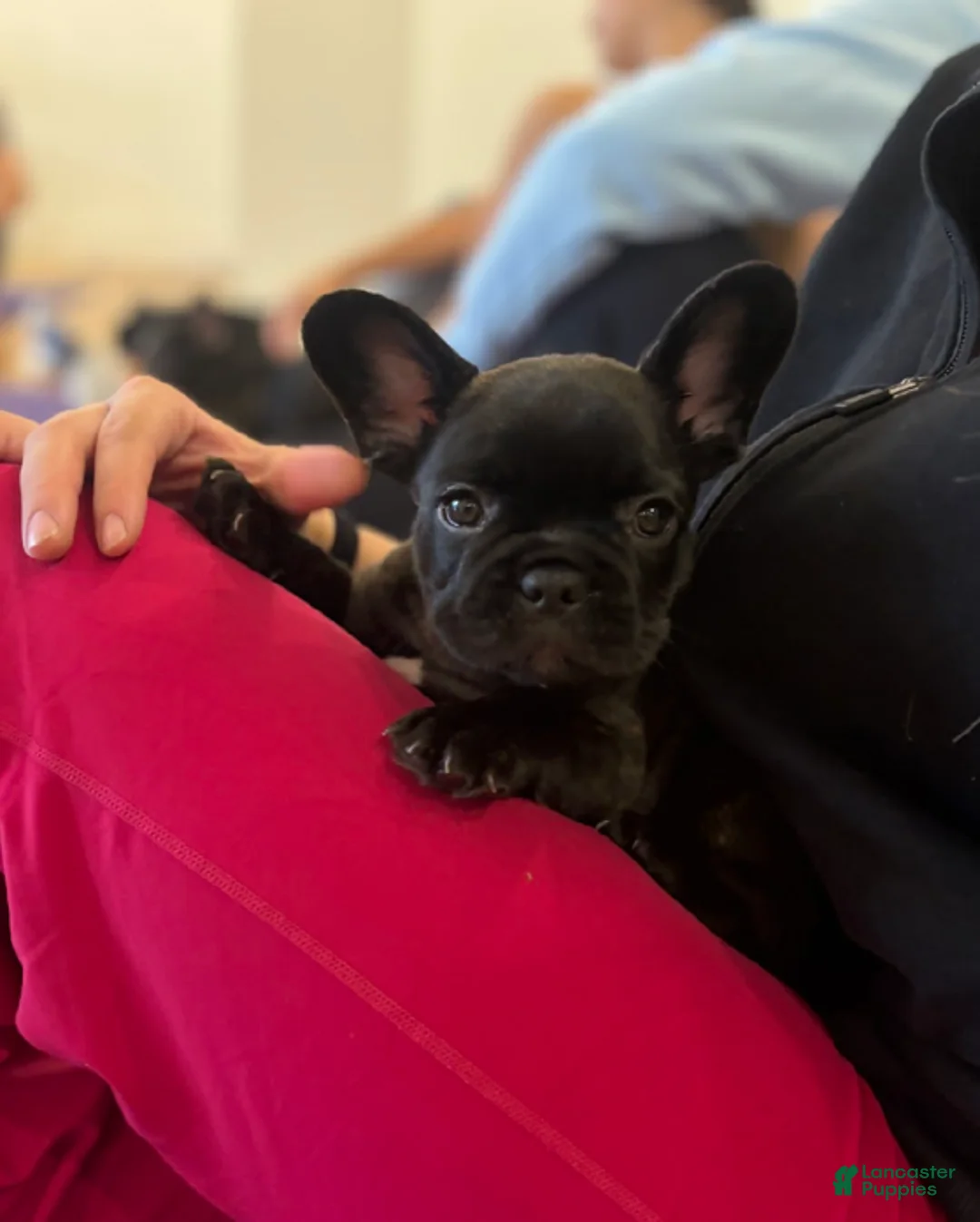 French Bulldog dogs for sale: Neon - Ad 1