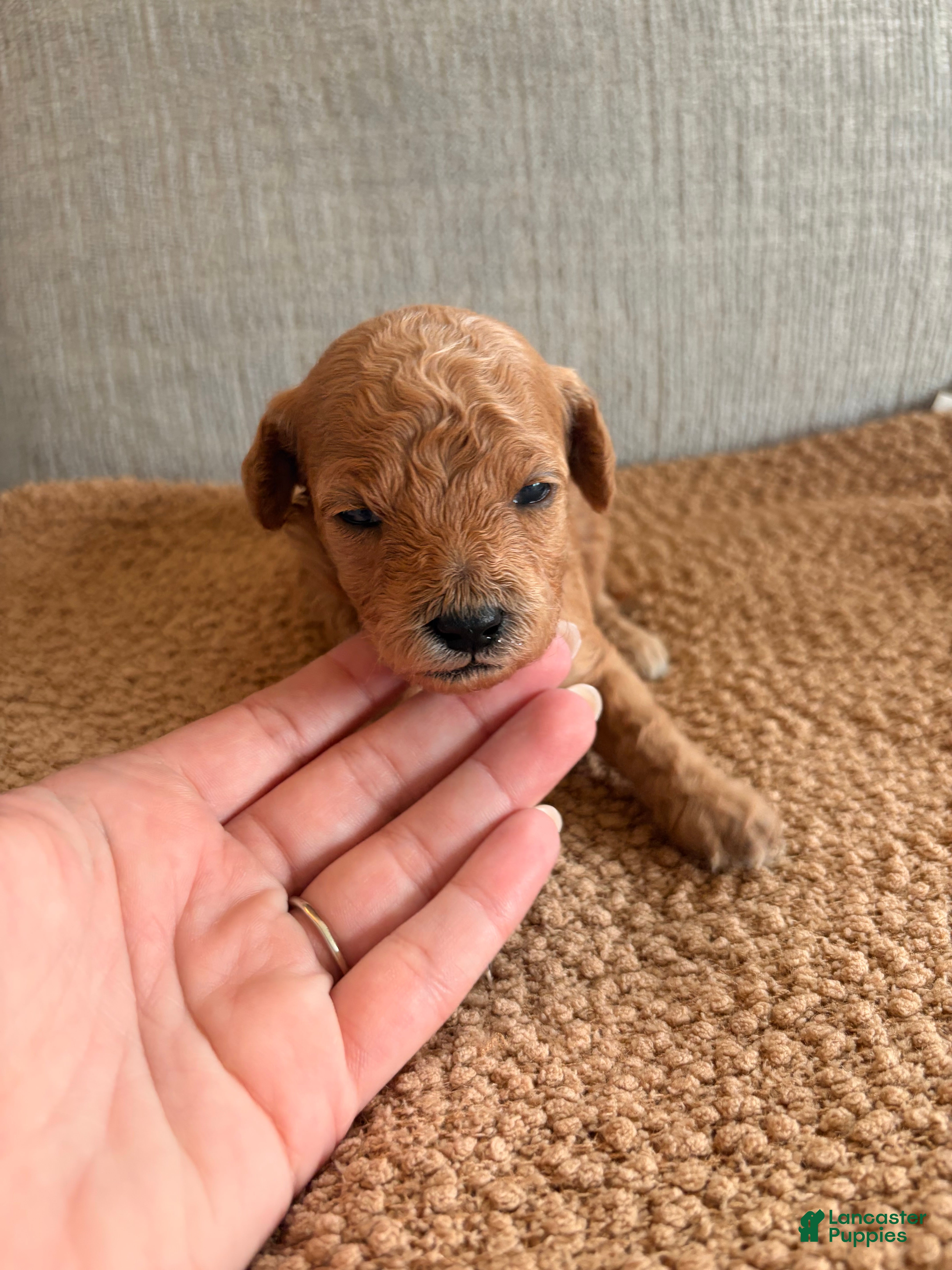 Mini Goldendoodle dogs for sale: Penelope - Ad 3