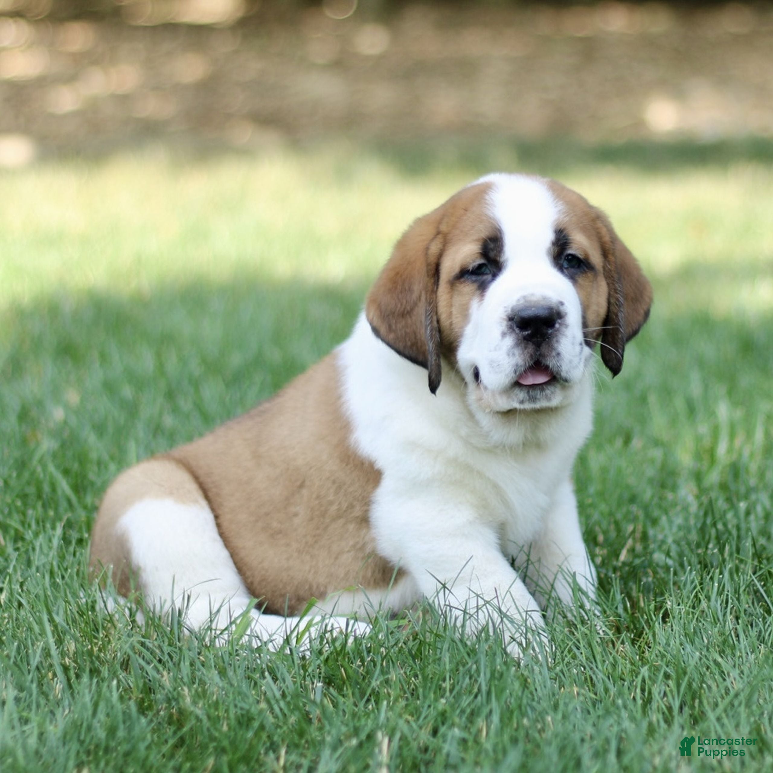 Saint Bernard dogs Myles  - Ad 2