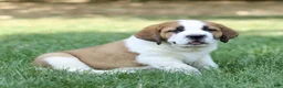 Saint Bernard dogs for sale: Myles  - Ad 3