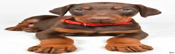 Doberman Pinscher dogs for sale: Loran - Ad 4