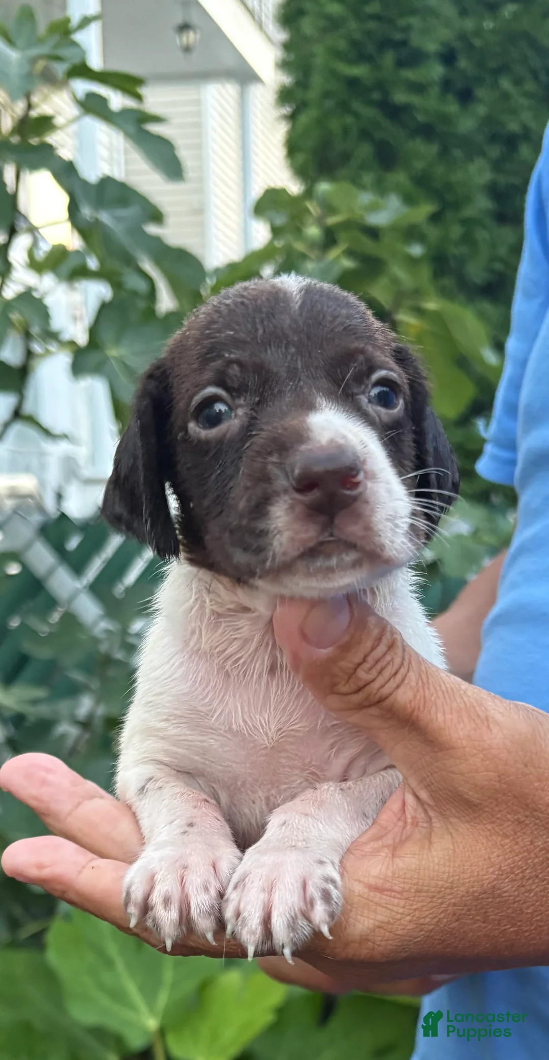 German Shorthaired Pointer dogs for sale: German Shorthaired Pointer Female 3 - Ad 6
