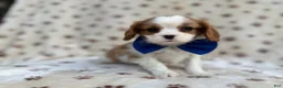 Cavalier King Charles Spaniel dogs for sale: Owen - Ad 4